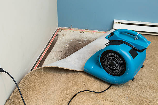 Best Mold removal after water damage  in Elverta, CA